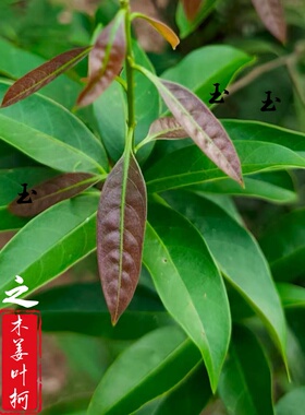 玉叶石柯美康王茶木姜叶柯多穗石柯梁平甜茶小种茶树苗带杯带土球