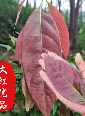 甜茶苗木姜叶柯多穗石柯玉叶石柯大叶优品红嫩叶甜茶叶小树种苗