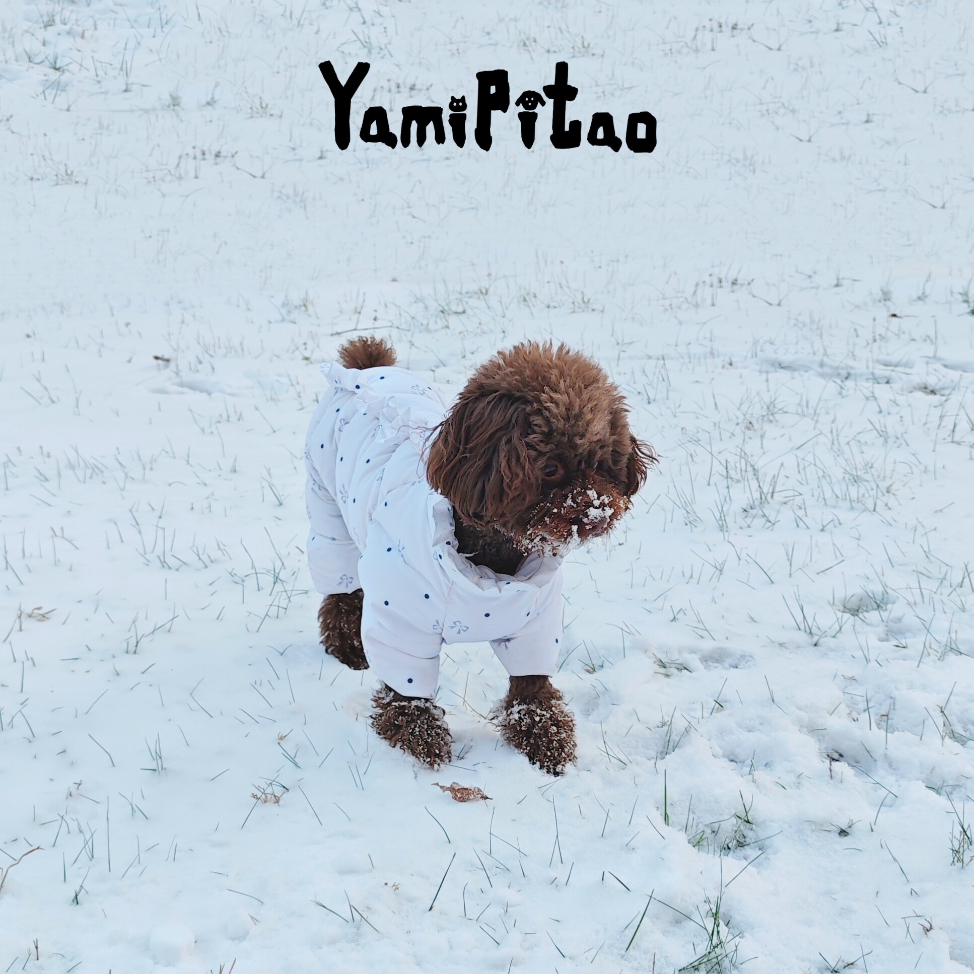 YamiPitao  冬季加厚狗宠物服装/雨衣