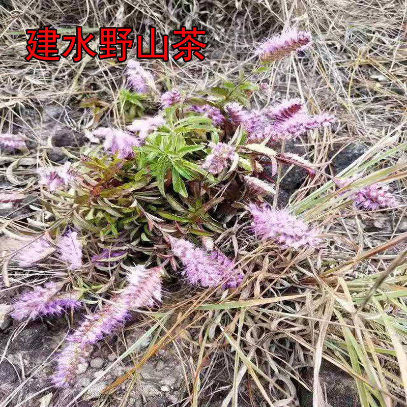 云南建水山茶野生小山茶花草东紫苏梭罗清凉山茶回甜清热茶叶夏季