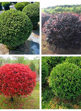 红叶石楠黄杨球金森女贞别墅庭院四季常青冬青树苗小叶黄杨树苗