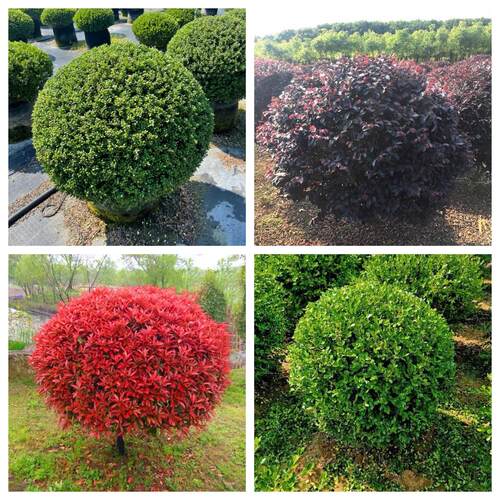 黄杨球冬青球绿化苗木红叶石楠球