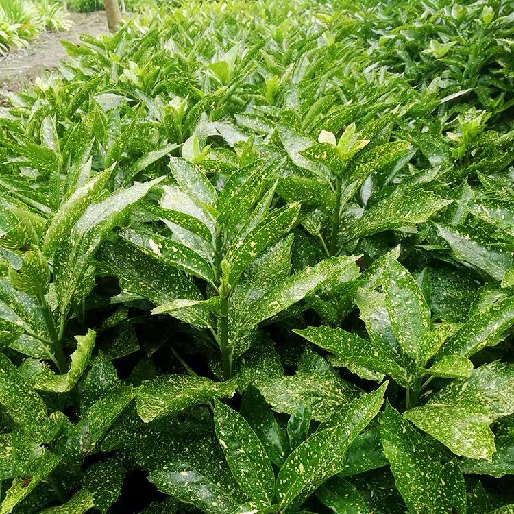 洒金珊瑚树苗庭院观叶四季常青