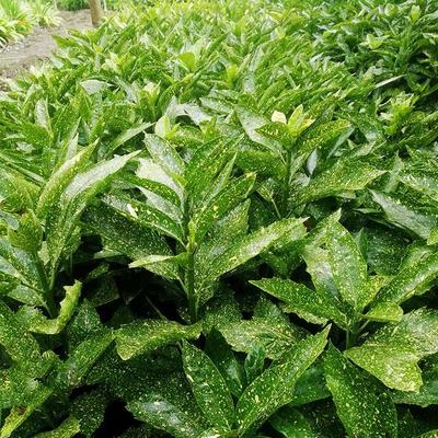 洒金珊瑚树苗庭院观叶四季常青