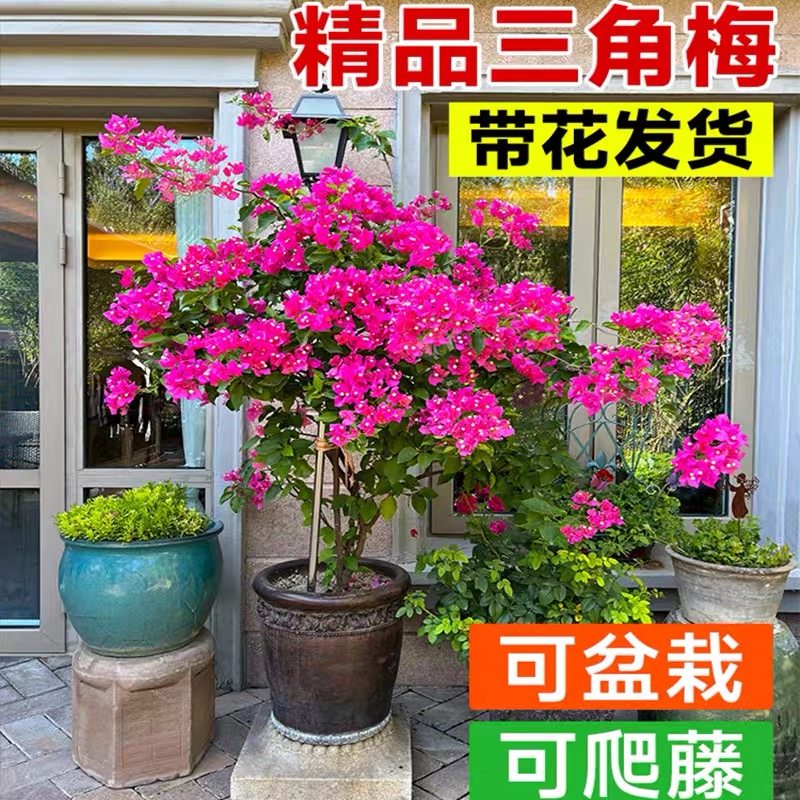精品三角梅盆栽带花苞庭院阳台花卉绿植可盆栽可爬藤易养护,鲜花速递/花卉仿真/绿植园艺,造型盆景,淘宝优惠券,粉丝福利购,淘宝优惠卷