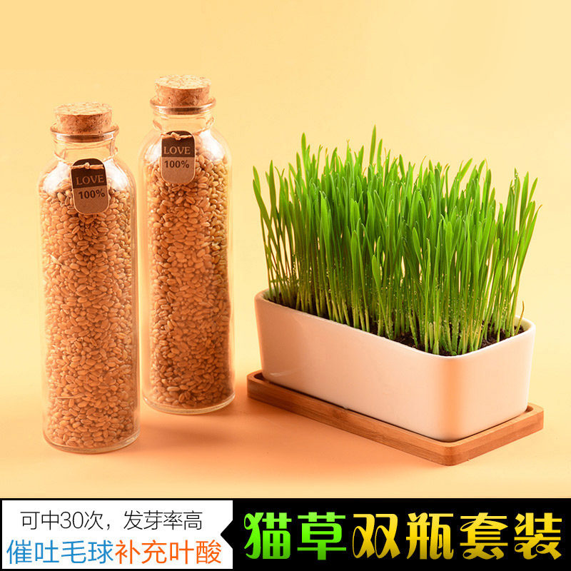 猫草种子水培陶瓷种植套装吐毛球猫薄荷盆栽空气净化猫用品猫零食,宠物/宠物食品及用品,猫零食罐,淘宝优惠券,粉丝福利购,淘宝优惠卷