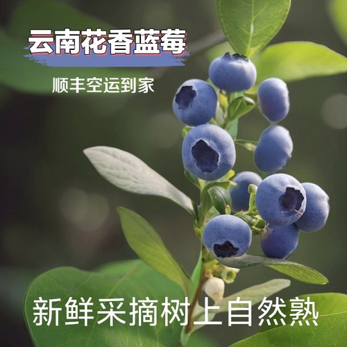 云南花香蓝莓树熟现摘脆甜香