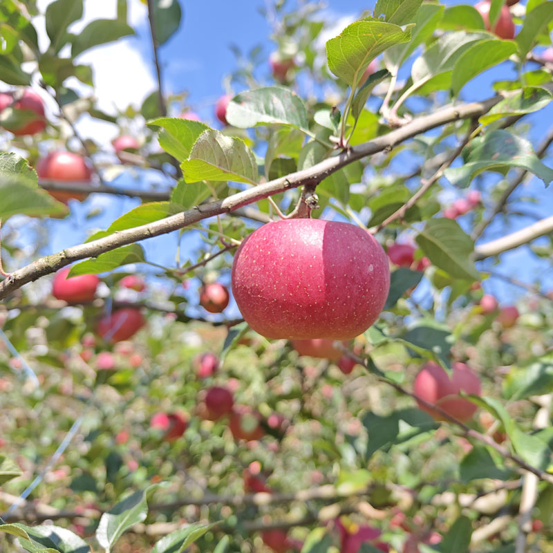 蒙自西北勒丑苹果西北勒