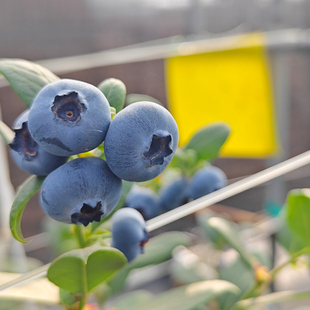 2025年云南花香蓝莓新鲜现摘25香脆甜鲜果孕妇