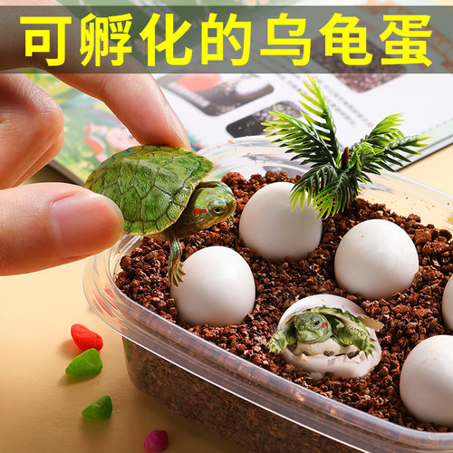 已售8千！可孵化的乌龟蛋！