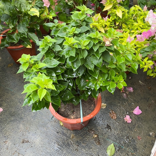 塔橙