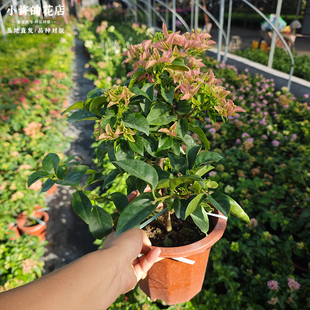 【卡亚塔三角梅】新手推荐复古花色勤花品种四季开花爬藤阳台种植