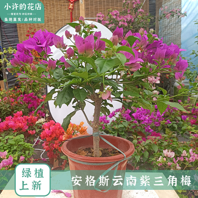 云南大紫三角梅红樱绿樱多品种叶子花勤花粗杆盆栽【小许的花店】
