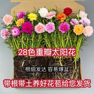 室外绿植室外盆栽重瓣太阳花