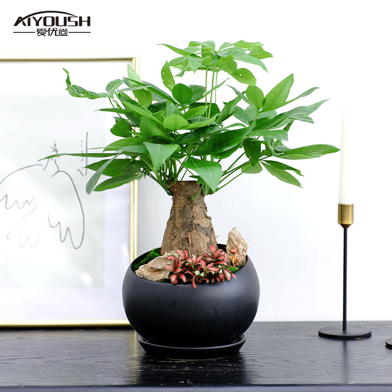 小发财树盆栽桌面绿植室内客厅办公室招财树盆景四季易活植物花卉