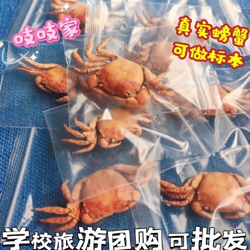 真螃蟹标本蟹钳相框制作冰箱贴diy手工制作材料科学实验室幼教食
