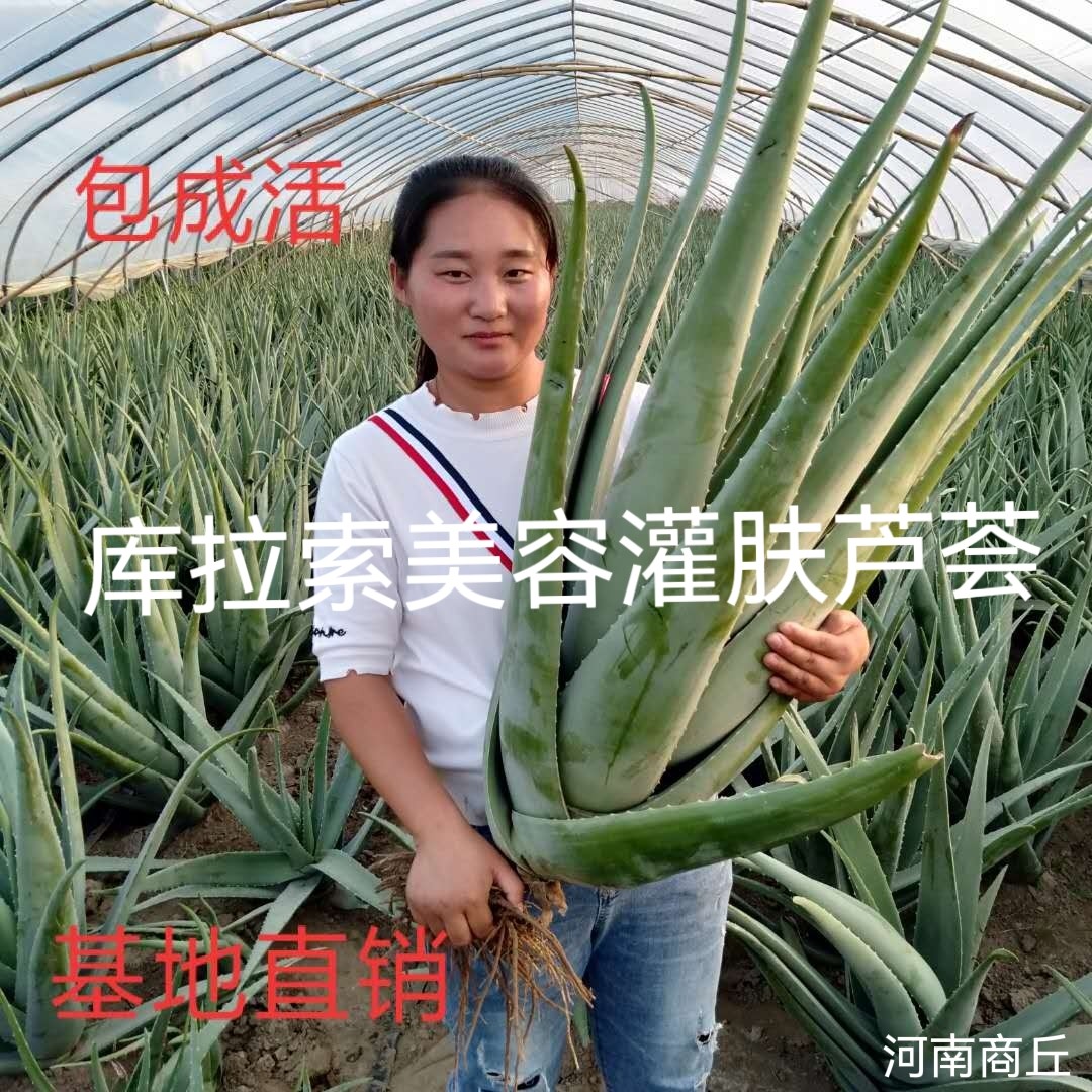 商丘美容院库拉索芦荟盆栽大型绿植美容灌肤补水食用室内外花卉包