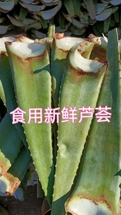 库拉索食用芦荟可以吃 芦荟美容灌肤补水鲜叶片绿植食用煲汤