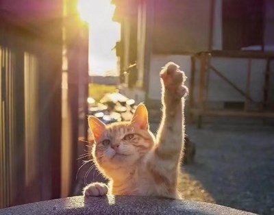 肥猫家の店定制主机电竞游戏