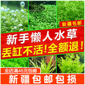 新疆 包邮 造景鱼缸水草植物水榕莫斯真水草阴性蜈蚣草新手懒人草缸