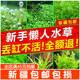 新疆 造景鱼缸水草植物水榕莫斯真水草阴性蜈蚣草新手懒人草缸 包邮