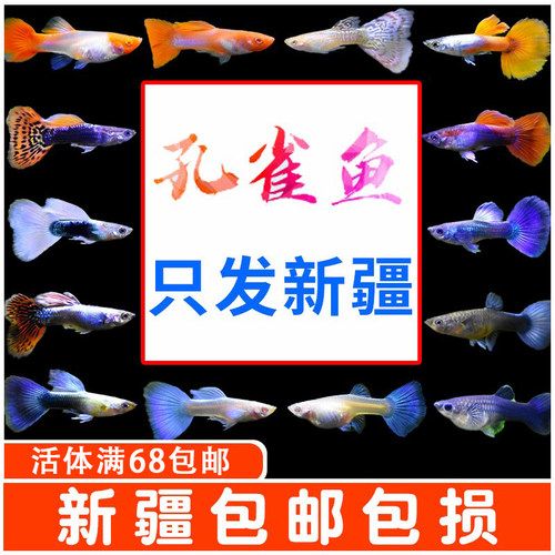孔雀鱼热带鱼小型观赏鱼好养耐活