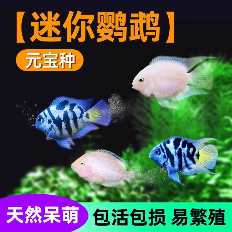 迷你鹦鹉鱼活体观赏鱼可繁殖小鱼