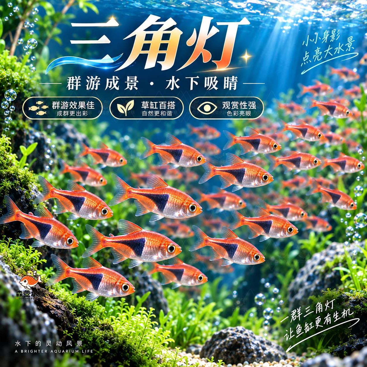 三角灯鱼金三角灯草缸群游鱼小型淡水观赏鱼活体灯科鱼苗新疆包邮