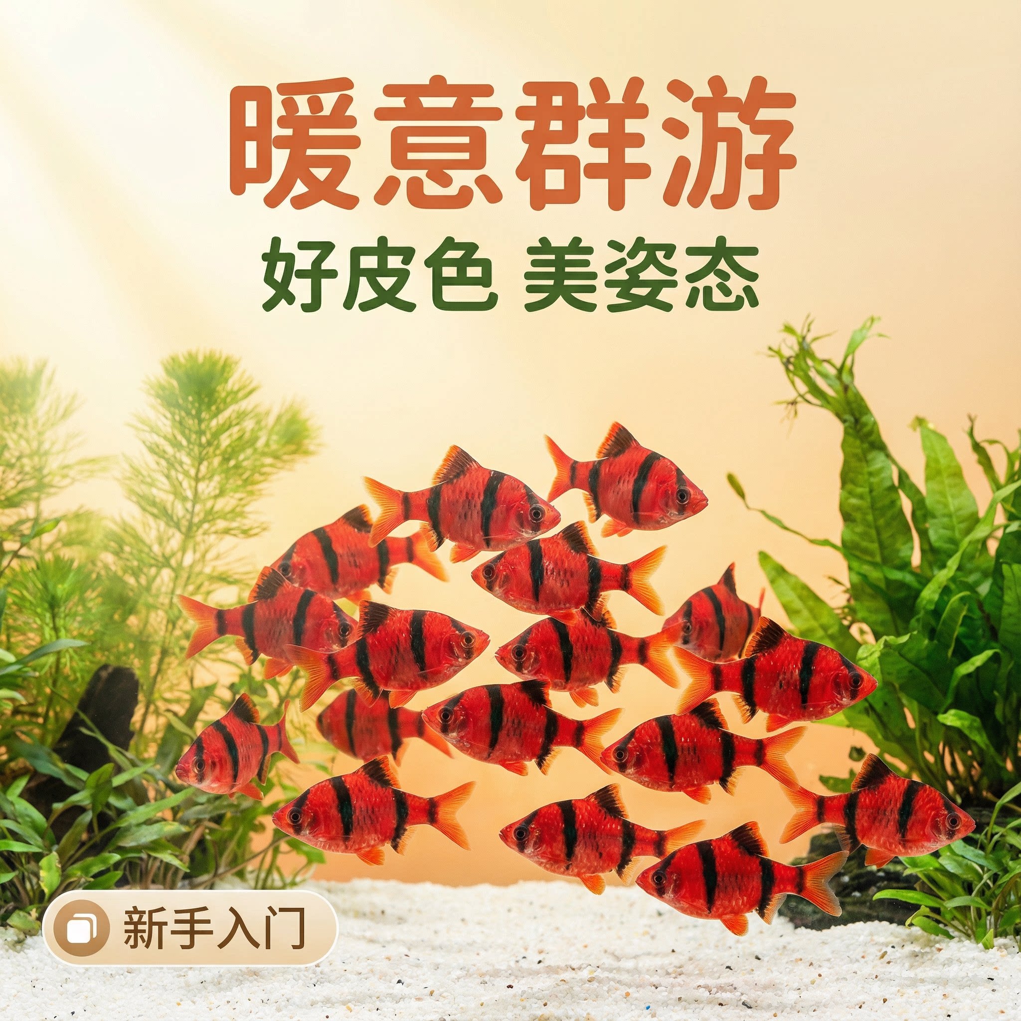 红虎皮鱼好养耐活小型鱼群游鱼