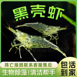 黑壳虾除藻清洁工具虾鱼缸吃水藻除苔宠物虾好养耐活体饲料观赏虾