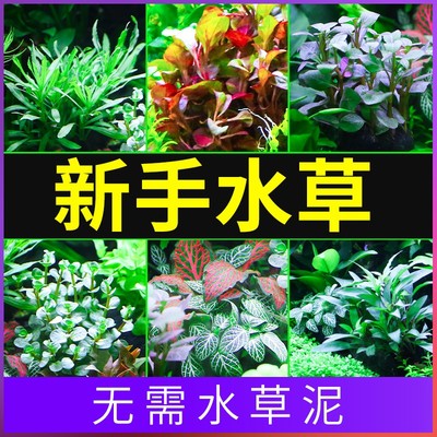 鱼缸懒人水草活体植物沉木莫斯真