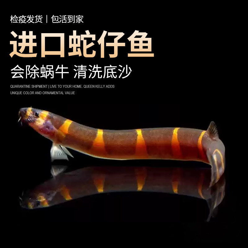 蛇仔鱼蛇崽鱼苦力泥鳅观赏鱼热带鱼除蛋白虫涡虫清洁工具鱼蚯蚓鱼
