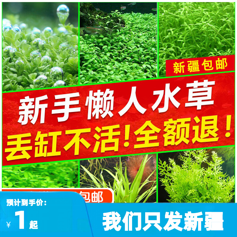 新疆包邮造景鱼缸水草植物水榕莫斯真水草阴性蜈蚣草新手懒人草缸