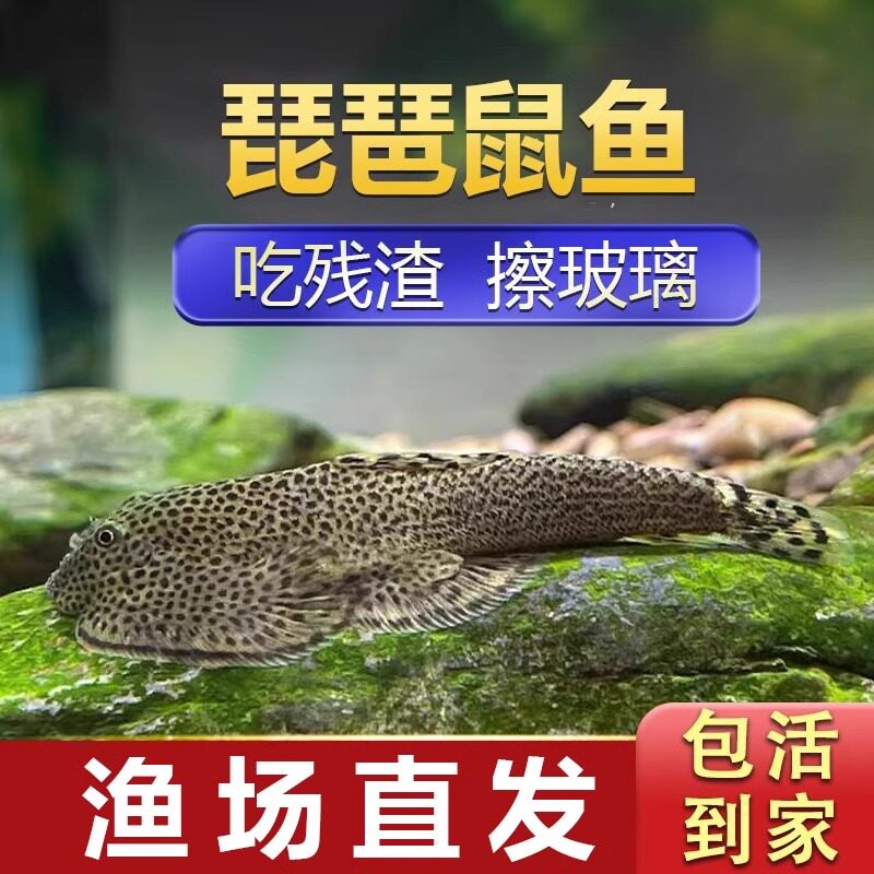 双吸盘琵琶鼠鱼贵爬岩鳅小提琴鱼