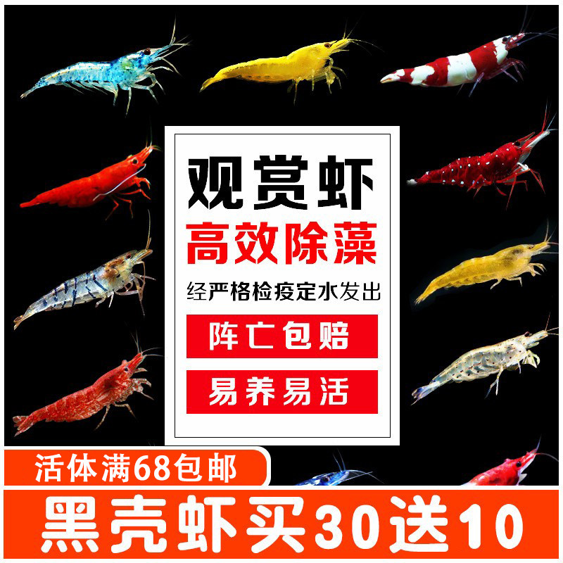 黑壳虾鲜活观赏虾淡水养殖草缸除藻虾活体红琉璃樱花虾极火水晶虾