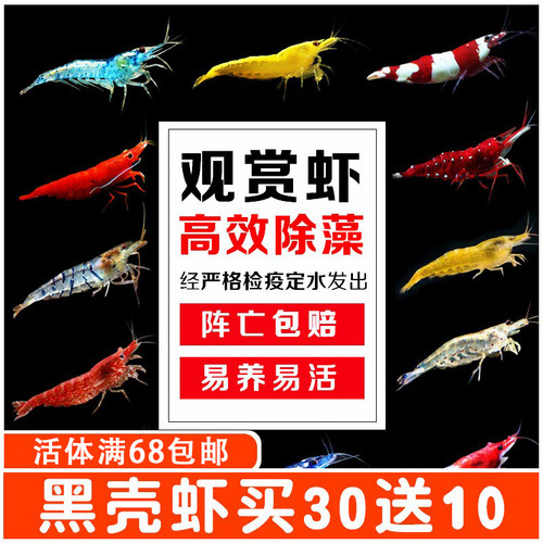 黑壳虾观赏虾水晶虾水草缸除藻虾