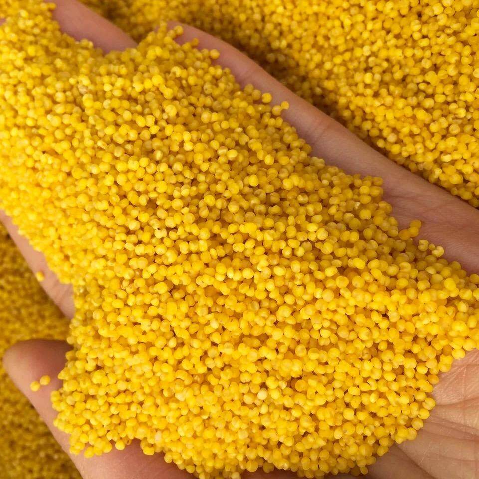 农家自产张家口黄小米生态种植2025新米孕妇月子米宝宝米煮粥出油