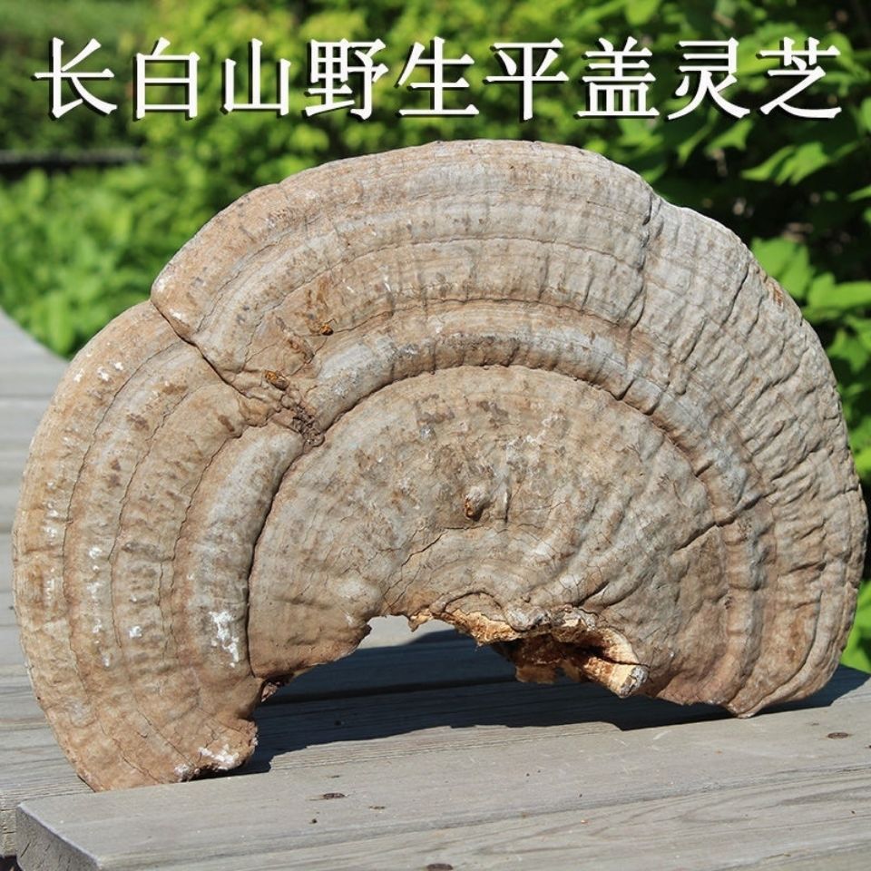 优质长白山野生平盖灵芝 树舌灵芝青芝遍木灵芝 野生树舌灵芝野生