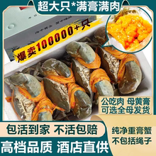 【鲜活到家】特大号红膏蟹海蟹活蟹野生蟹鲜活大青蟹膏蟹鲜活顺丰