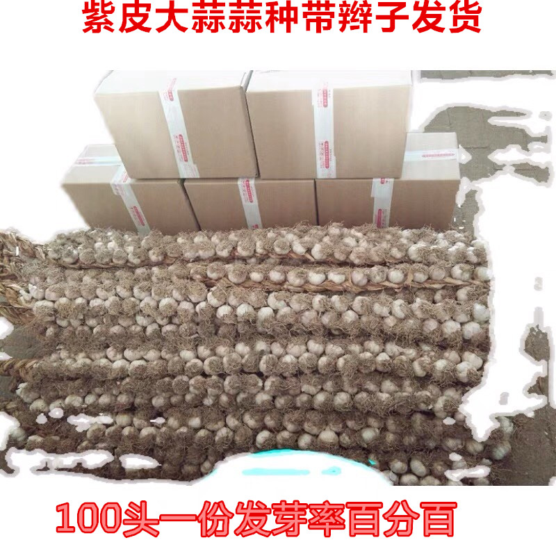 2026年紫皮大蒜100头蒜蒜种铁岭特产46瓣新鲜蒜无公害辫子蒜自种