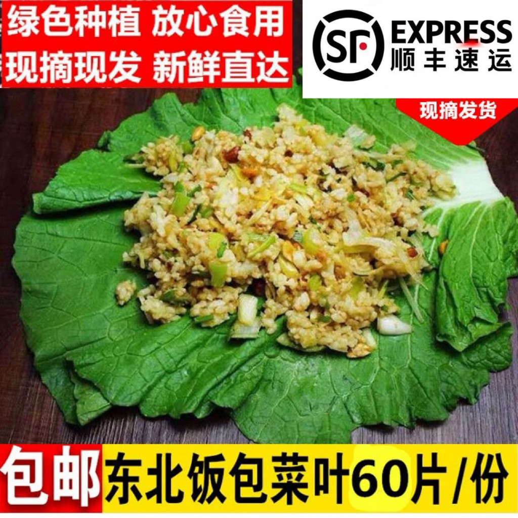 东北打饭包白菜叶产地直销大白菜叶农家蔬菜新鲜熏酱菜现摘60个叶