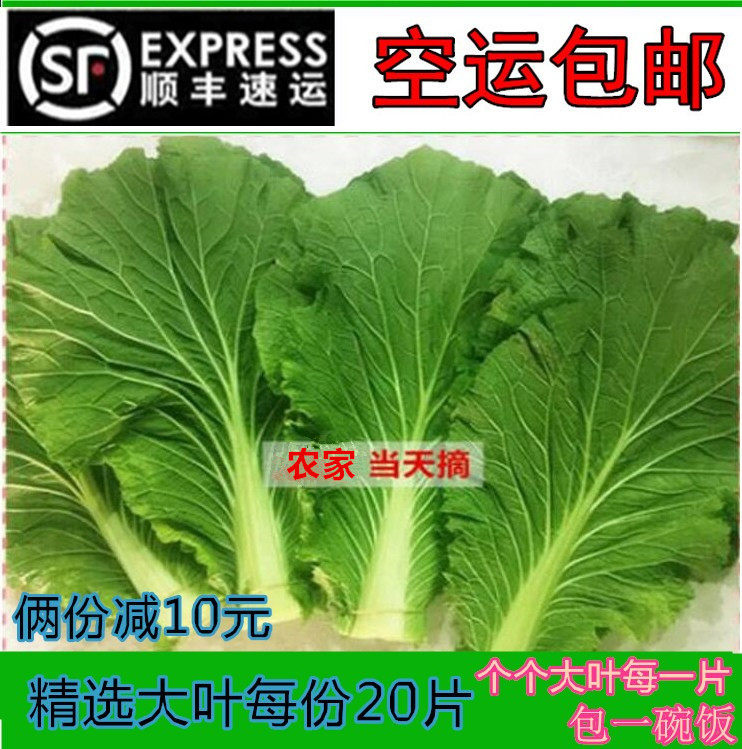东北新鲜大白菜叶白菜叶东北白菜叶打饭包菜叶子打菜包饭包白菜叶