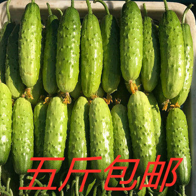 东北旱黄瓜新鲜刺黄瓜新鲜旱黄瓜当季旱黄瓜东北旱黄瓜蔬菜包邮