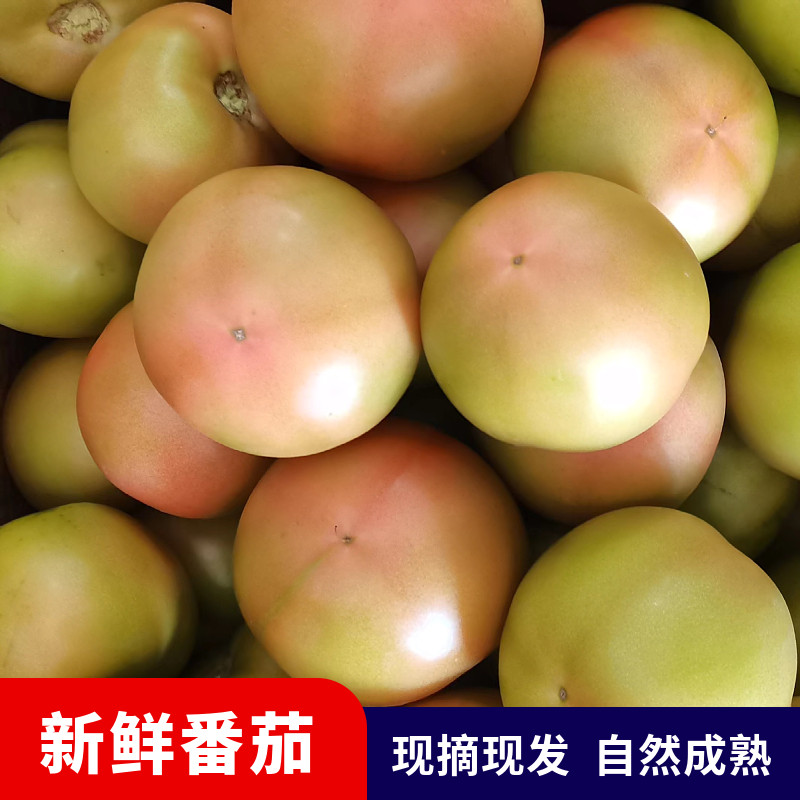 东北新鲜番茄沙瓤西红柿农家自然熟生吃水果番茄西红柿红番茄包邮