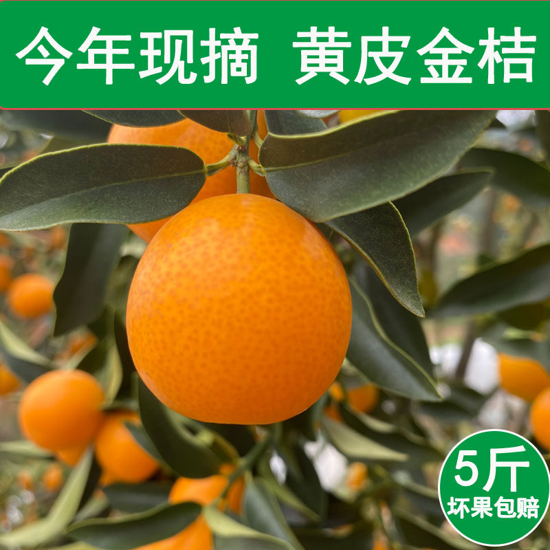 【新鲜黄皮金桔现货】5斤现摘酸甜麻皮小金钱橘水果熬膏炖冰糖,水产肉类/新鲜蔬果/熟食,桔子,淘宝优惠券,粉丝福利购,淘宝优惠卷