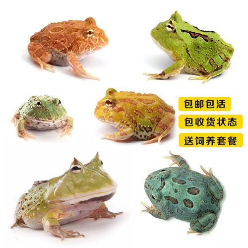 角蛙活物水艺爬宠包邮