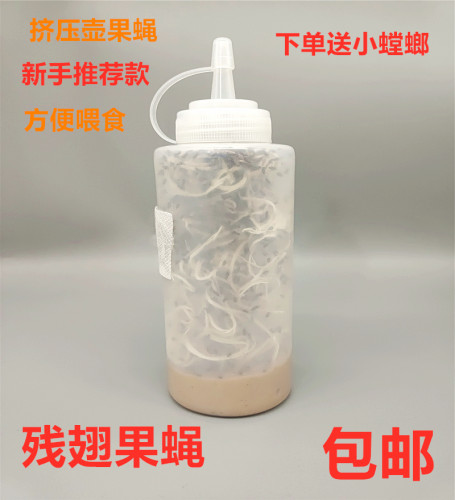 水艺爬宠爬宠包邮螳螂跳蛛食物