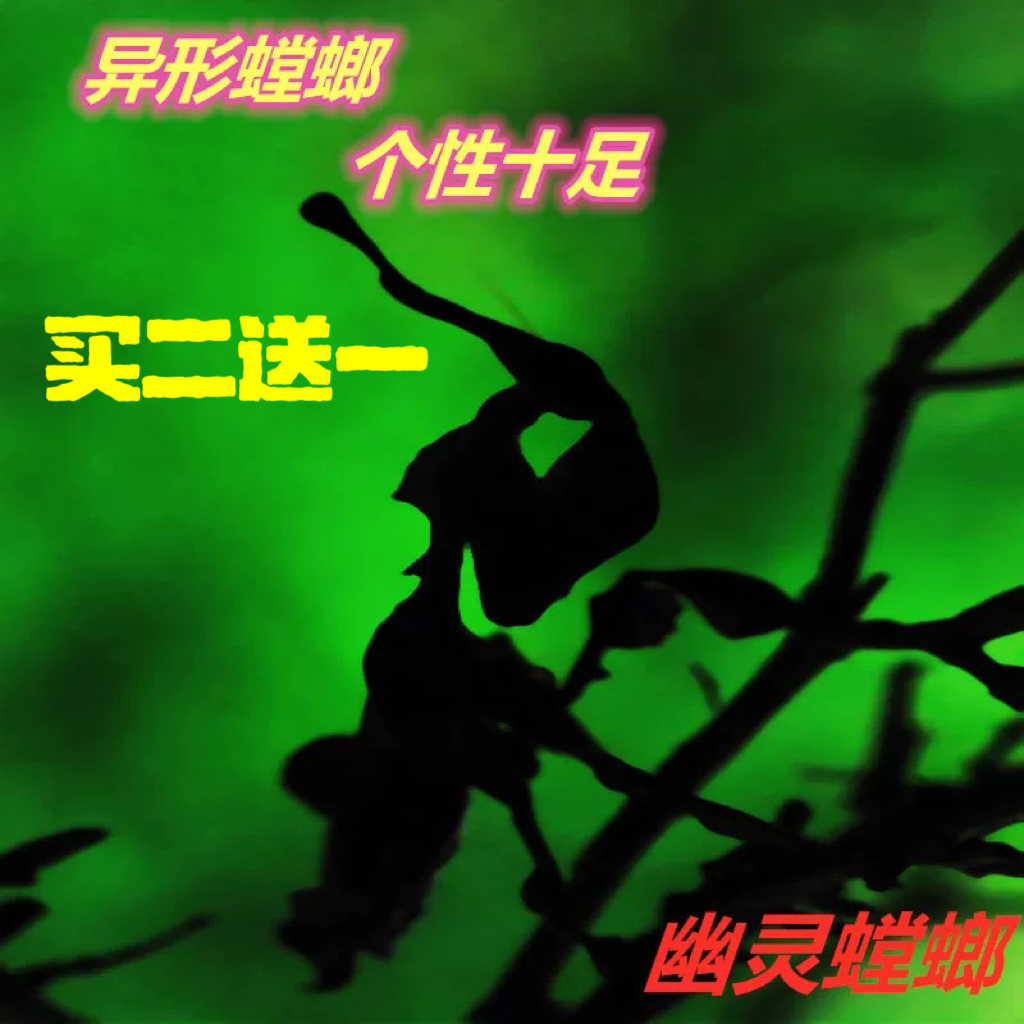 包邮幽灵螳螂帅气活体宠物学生办公室容易养活爬虫