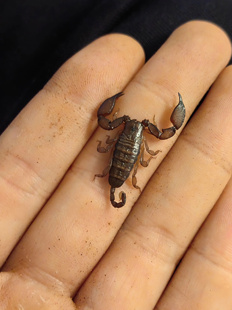 海南八重山蝎子活体温顺低毒单性繁殖懒人宠物异宠新手入门蝎