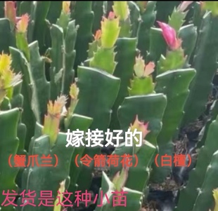 嫁接好的蟹爪兰蟹爪莲白檀令箭荷花小苗花卉绿植叶片爆芽室内阳台